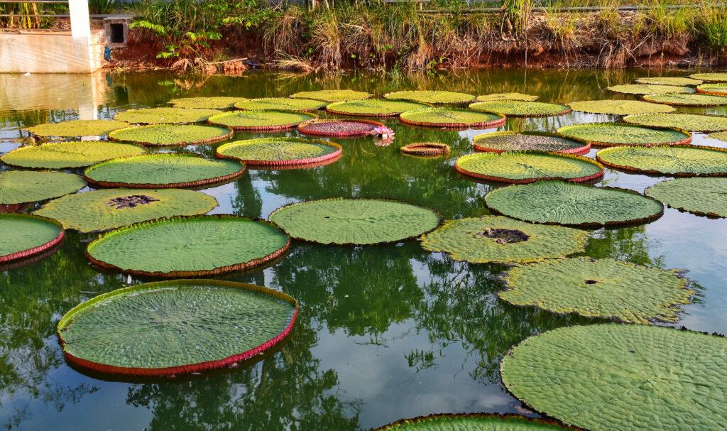 Giant waterlily, the national flower of Guyana.