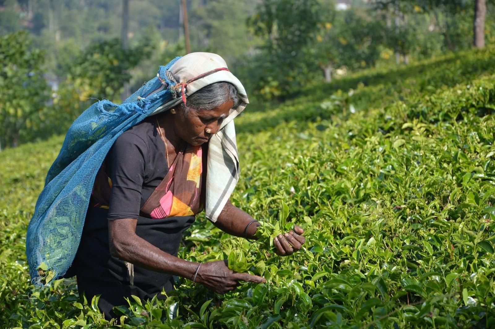 A Sri Lankan farmer harvesting tea leaves