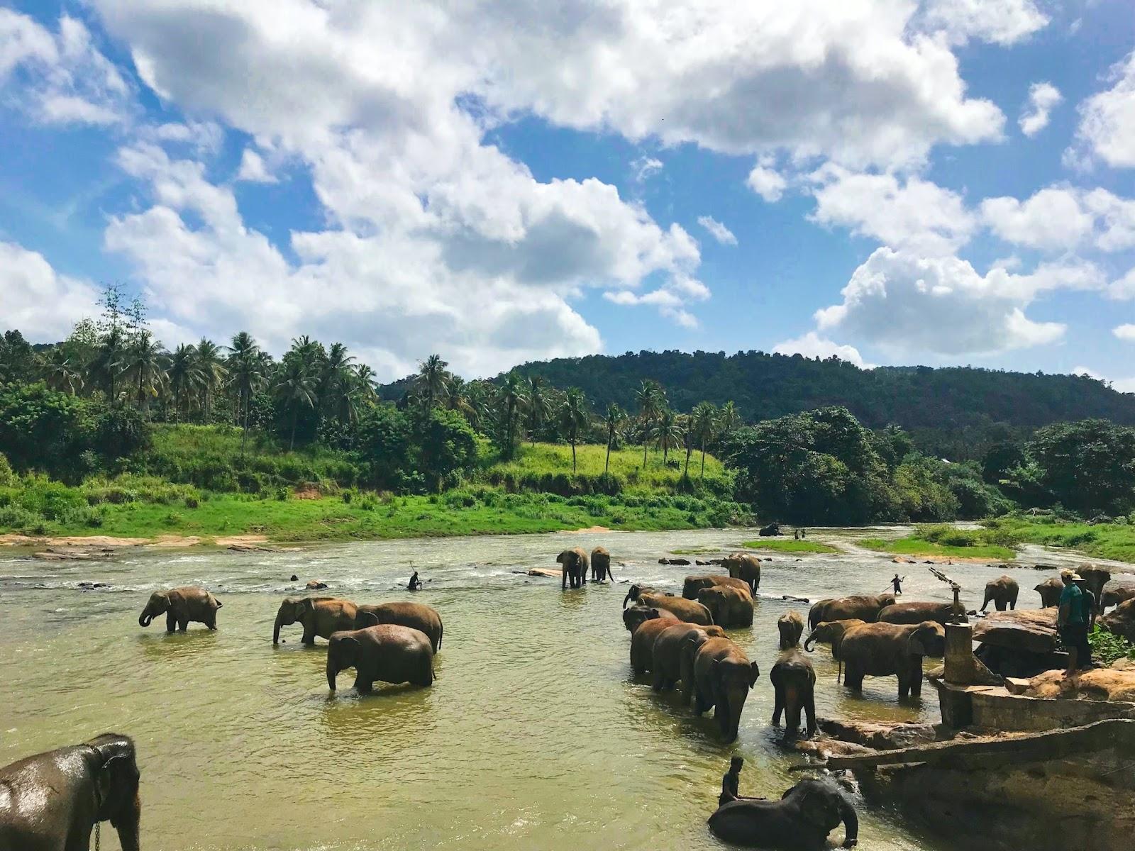 Elephants bathing in the river at Yala National Park