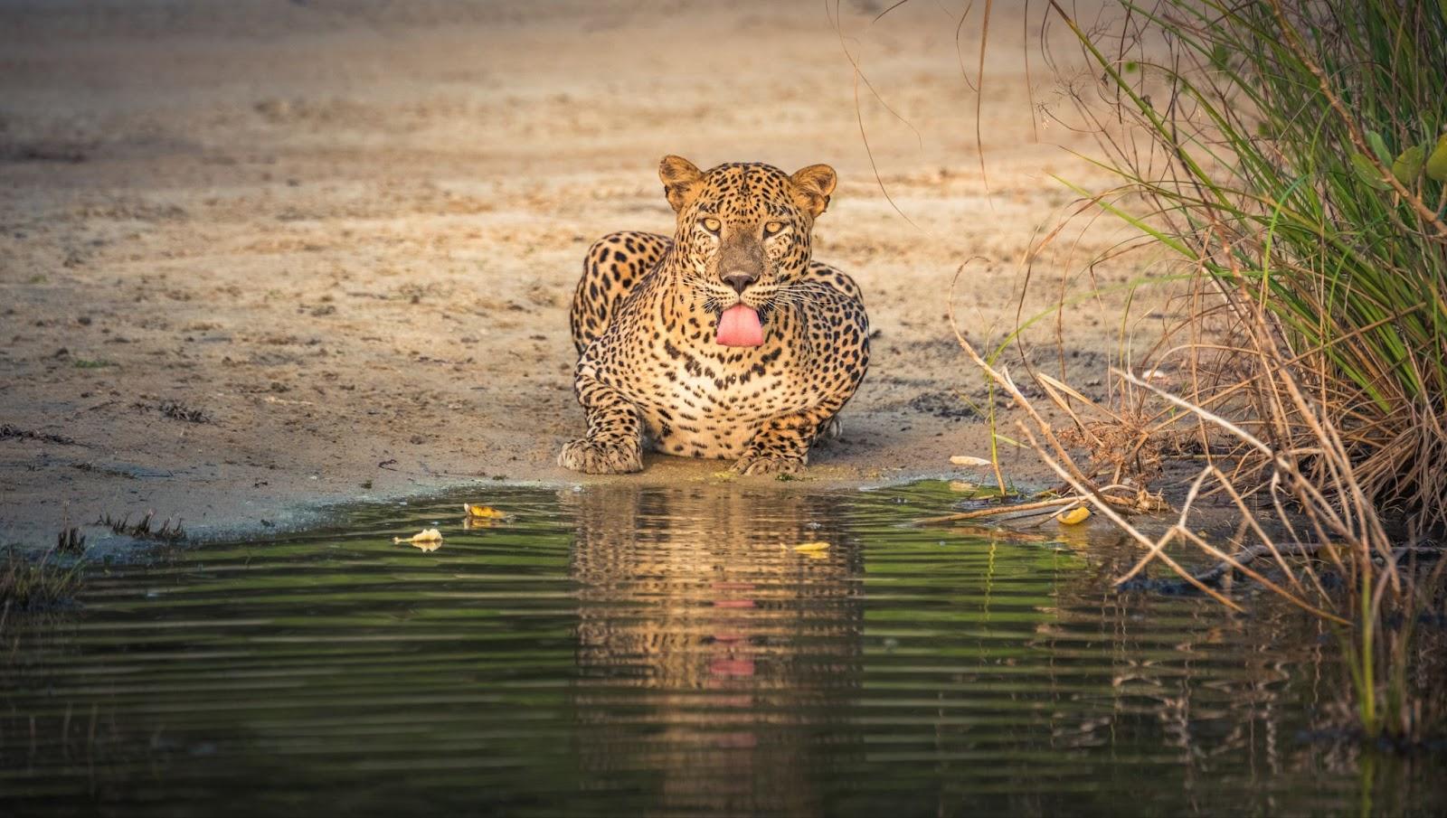 Leopard drinking out out a watering hole in Wilpattu National Park