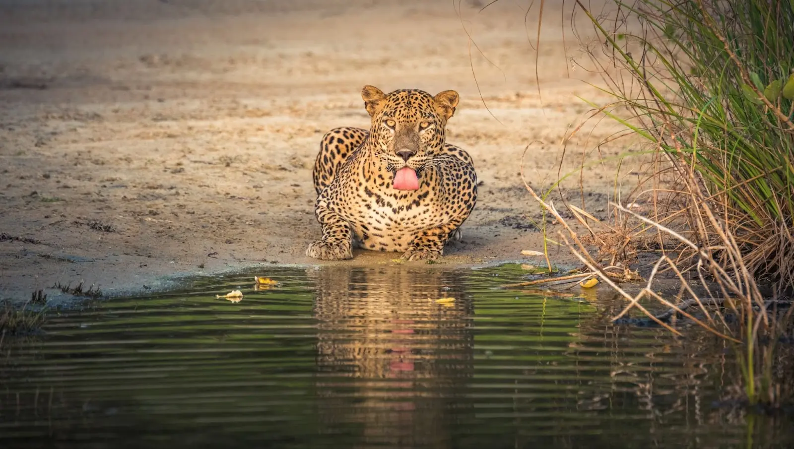 Leopard drinking out out a watering hole in Wilpattu National Park
