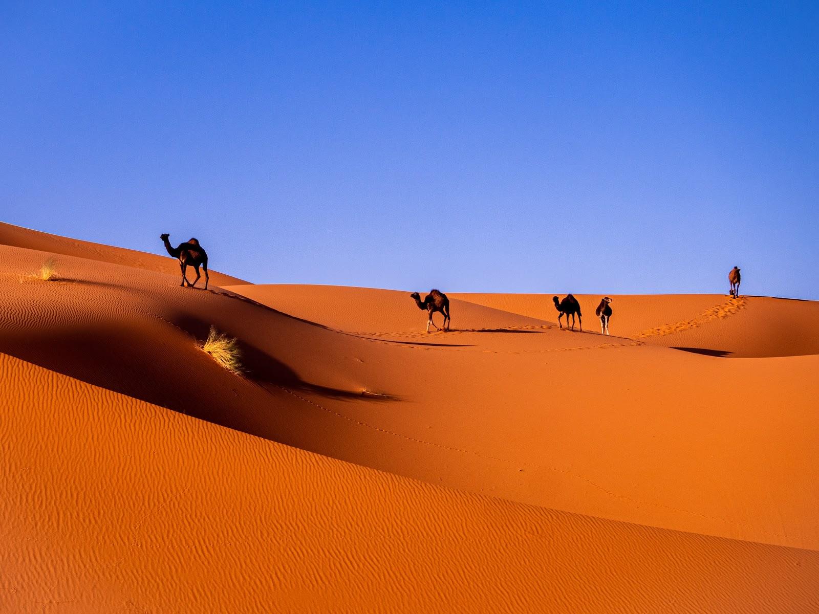 camels trekking the Sahara Desert during the day.