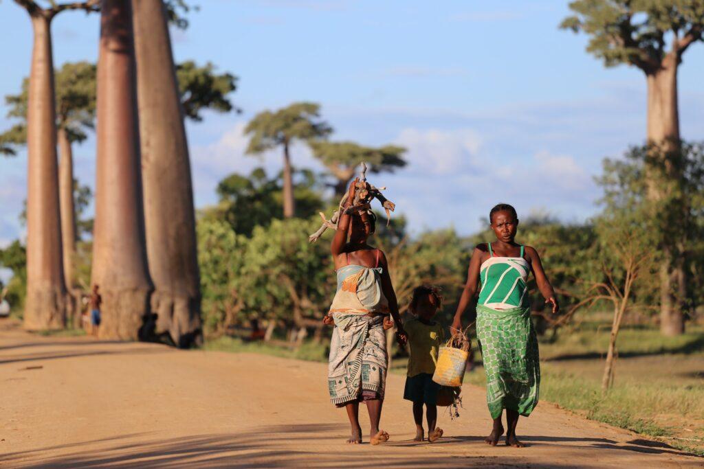 Traditionally dressed Madagascan women walking down an avenue of baobab trees