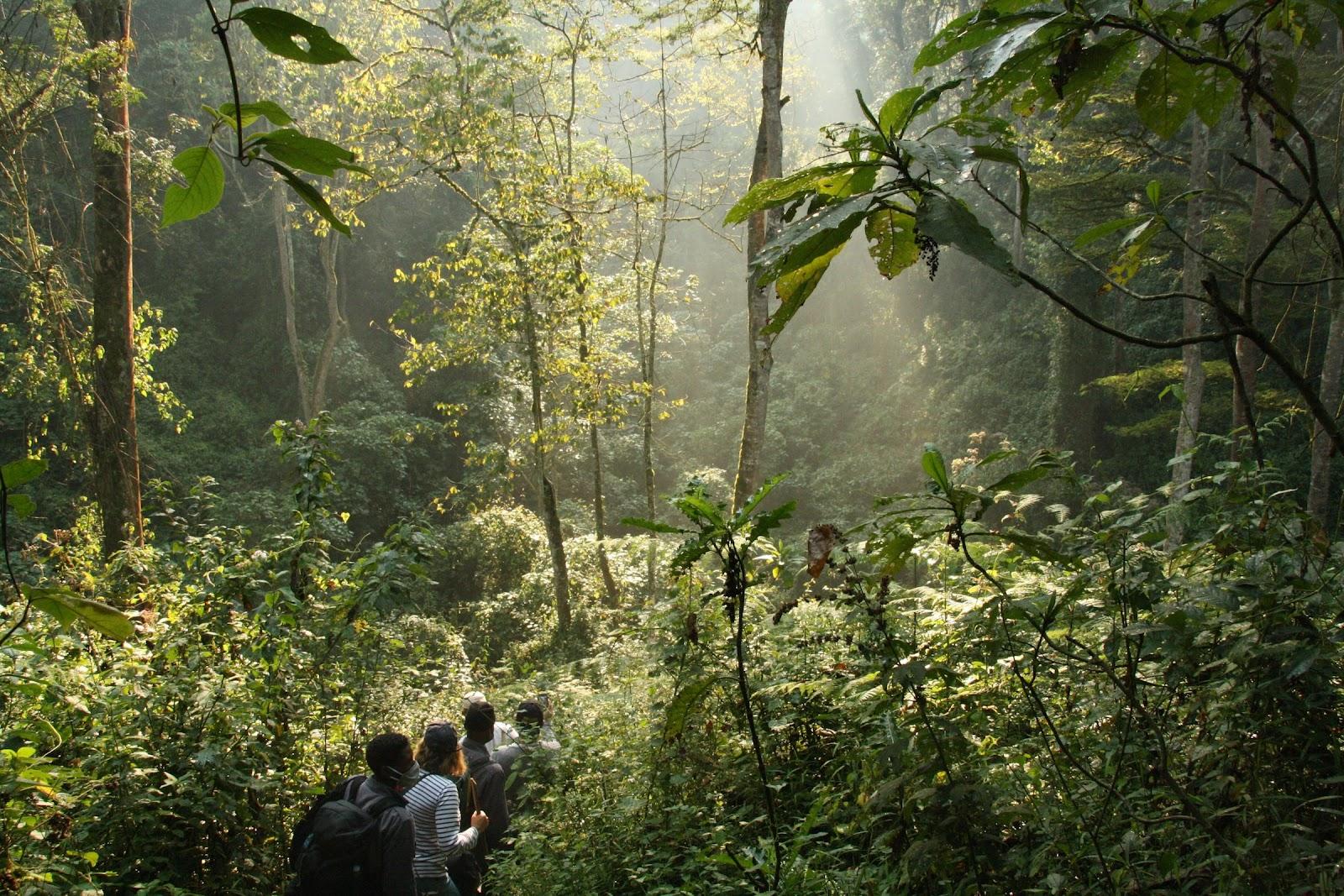 People trekking through the Bwindi Impenetrable forest, in Uganda.
