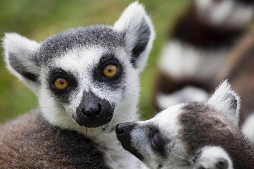 Lemur in the wild - madagascar