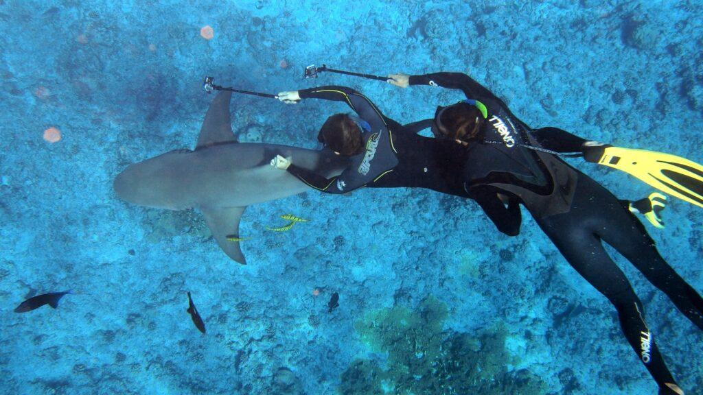 Two divers swimming with a shark off the coast of French Polynesia