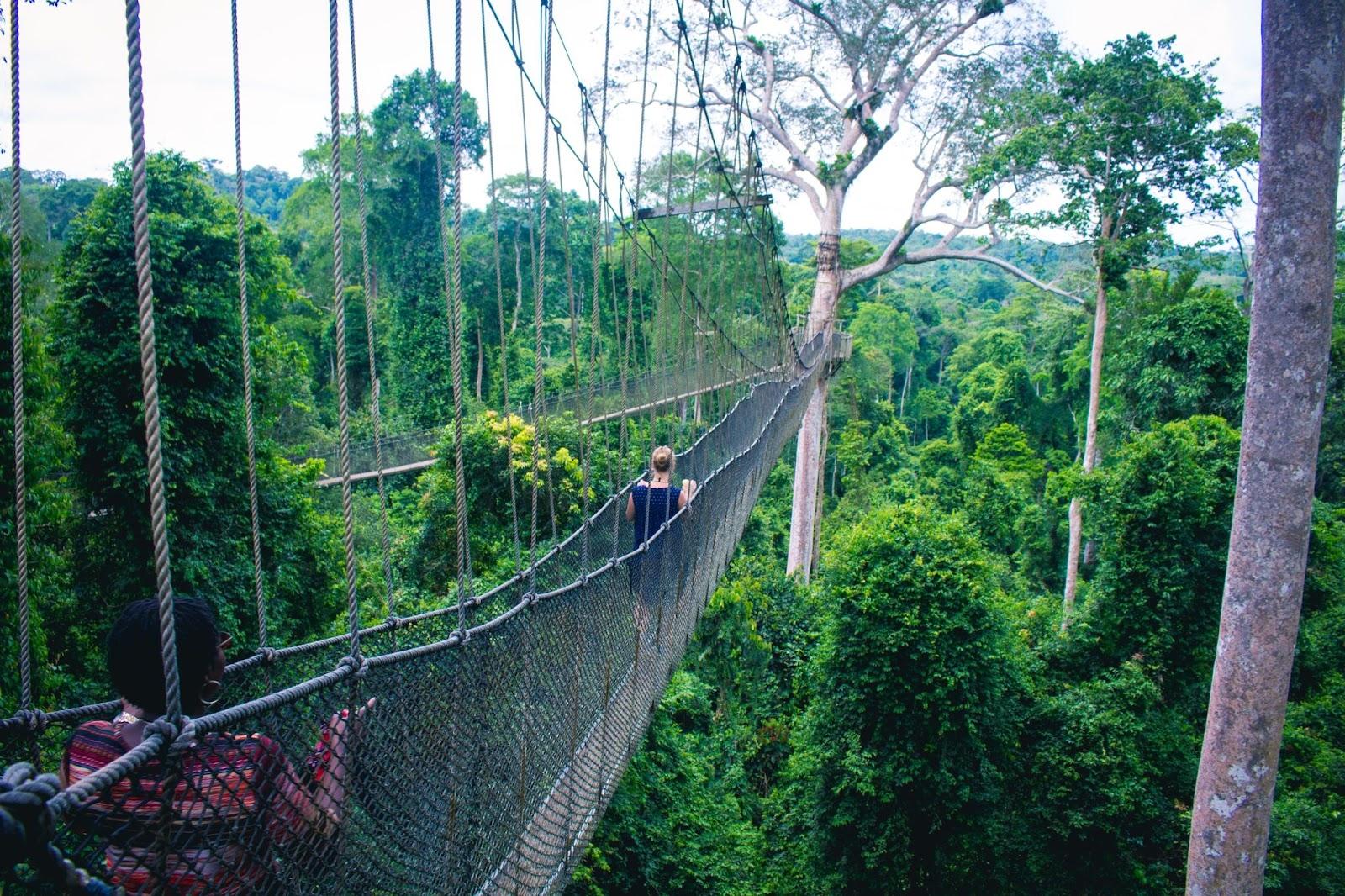 Adventure travellers crossing a rope bridge in the canopy of a jungle in Ghana