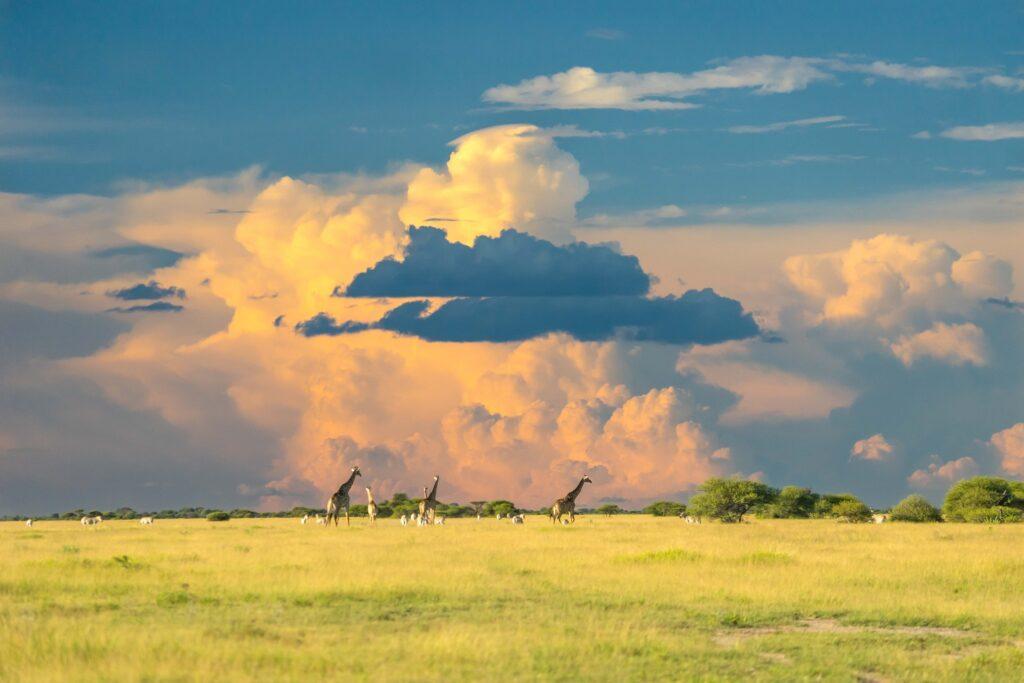 Giraffes on the horizon in front of beautiful low pink clouds