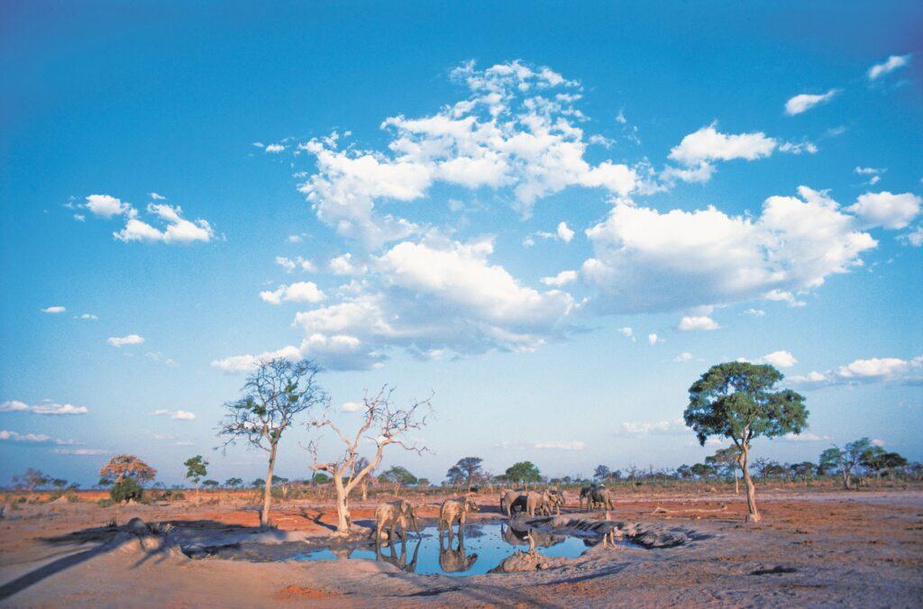 Elephants at a watering hole in the dry season in Botswana