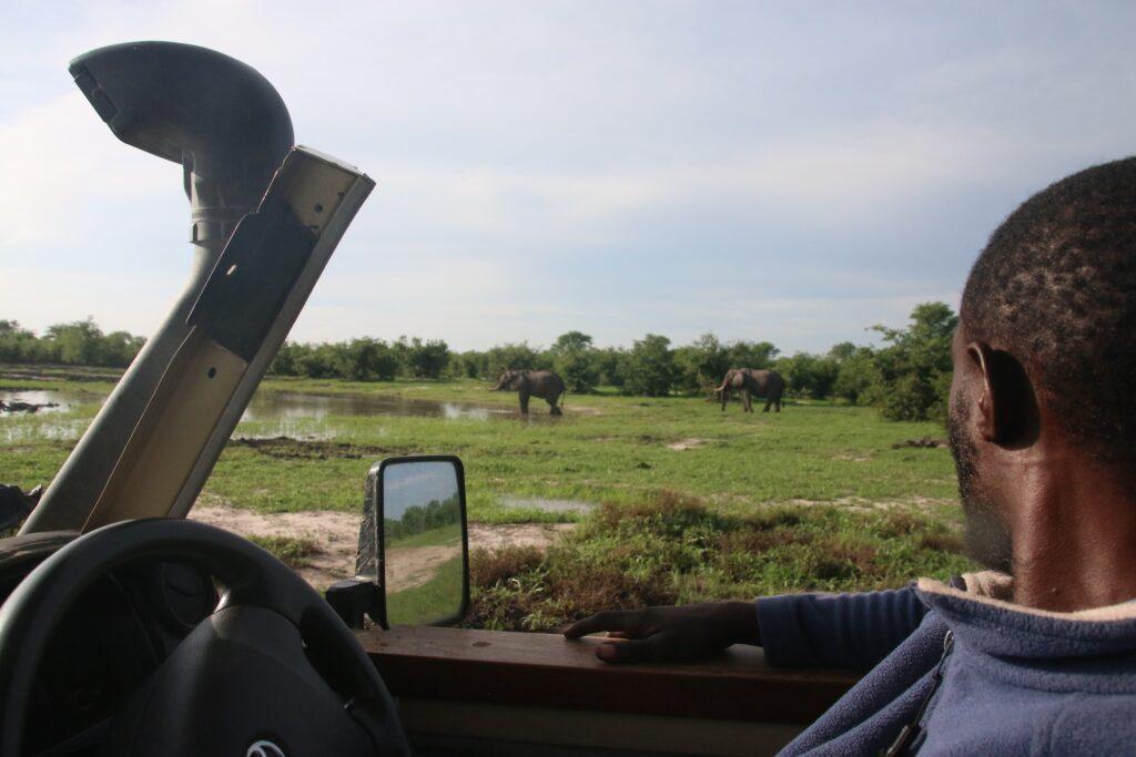 View from inside a safari jeep in Botswana - elephants grazing