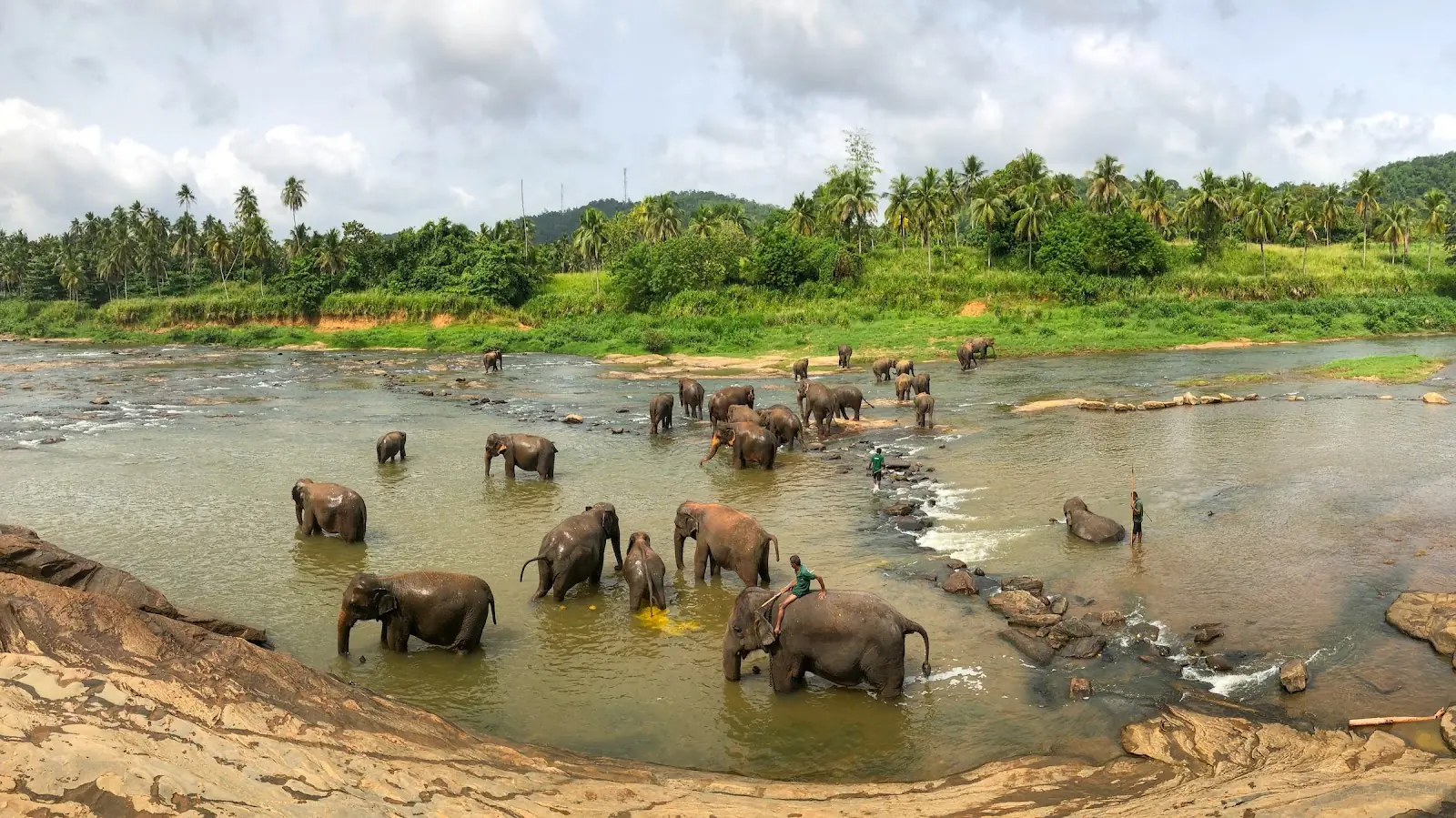 A river full of elephants in Sri Lanka