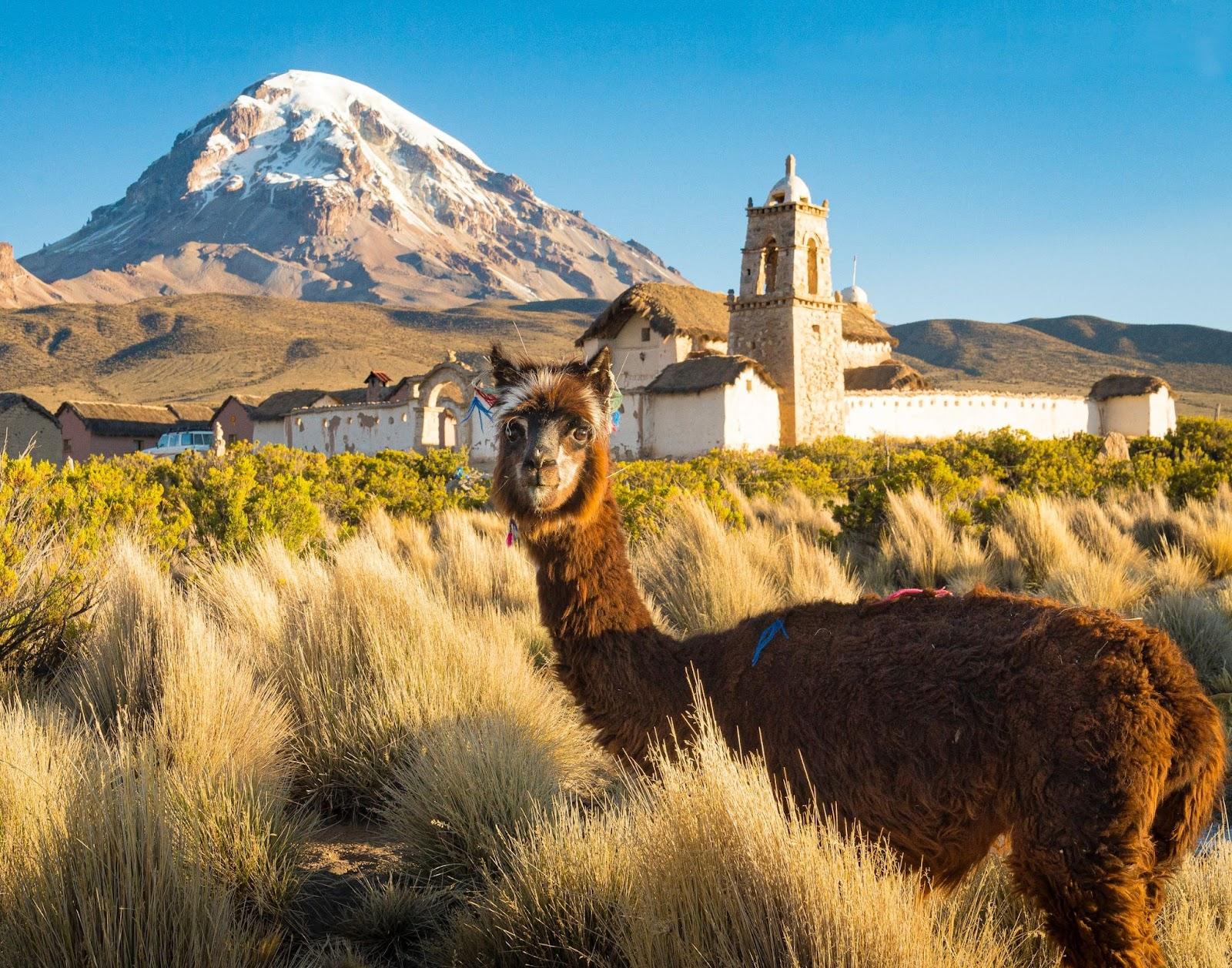 An alpaca in front of Nevado Sajama, Bolivia