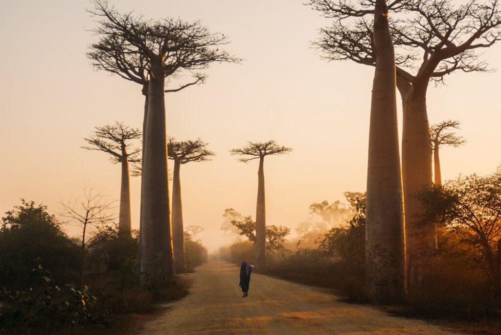 Avenue of baobab trees at sunset - Madagascar