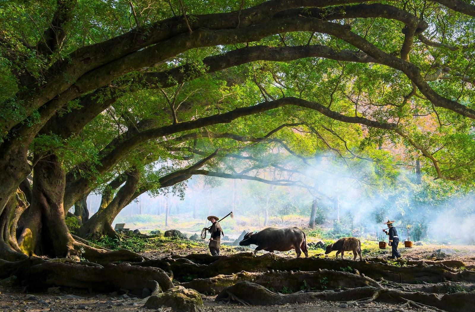 Chinese farmer tending his water buffalo in ancient woodland