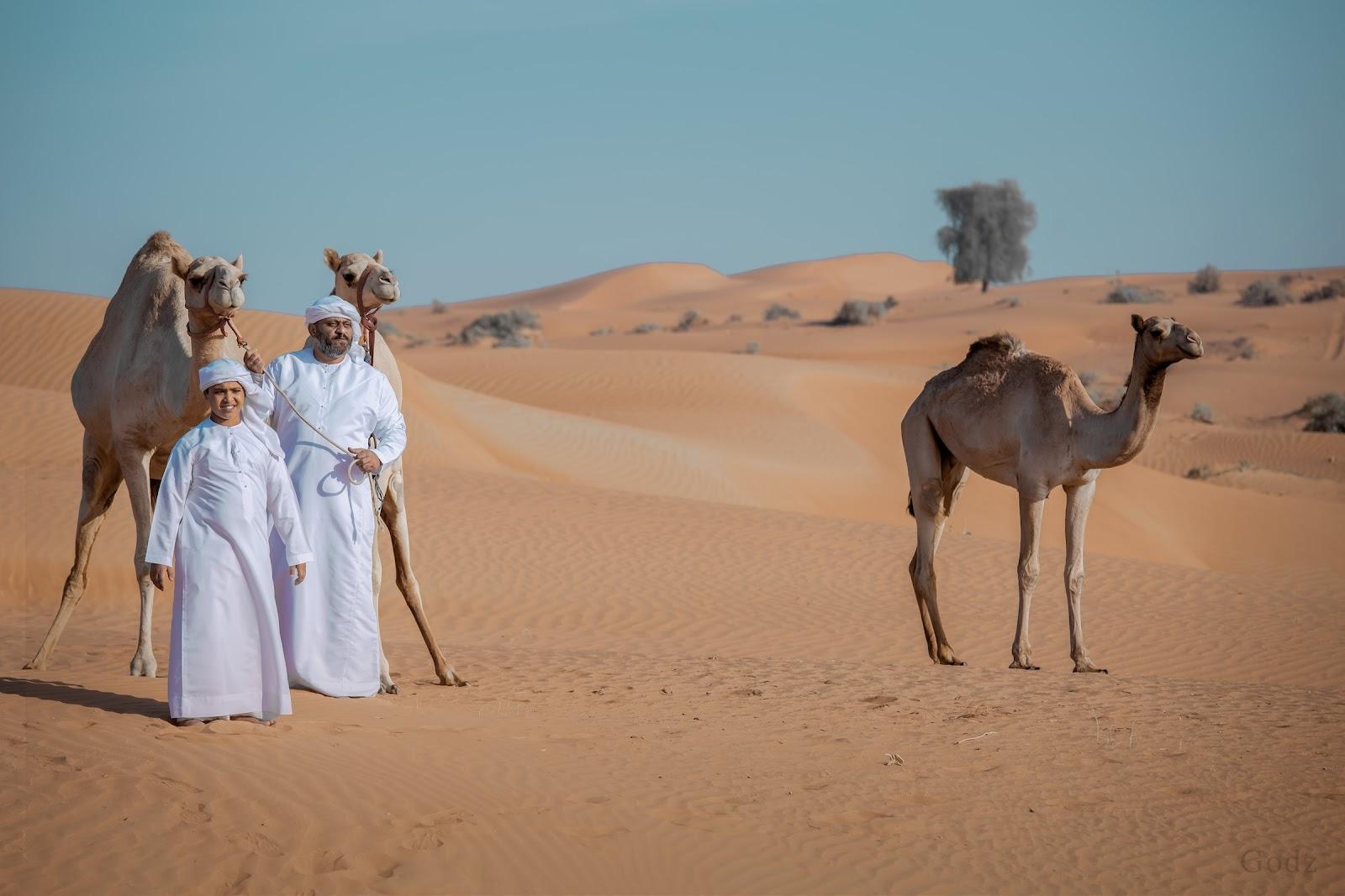 3 Camels and their handlers in a dessert in the UAE.