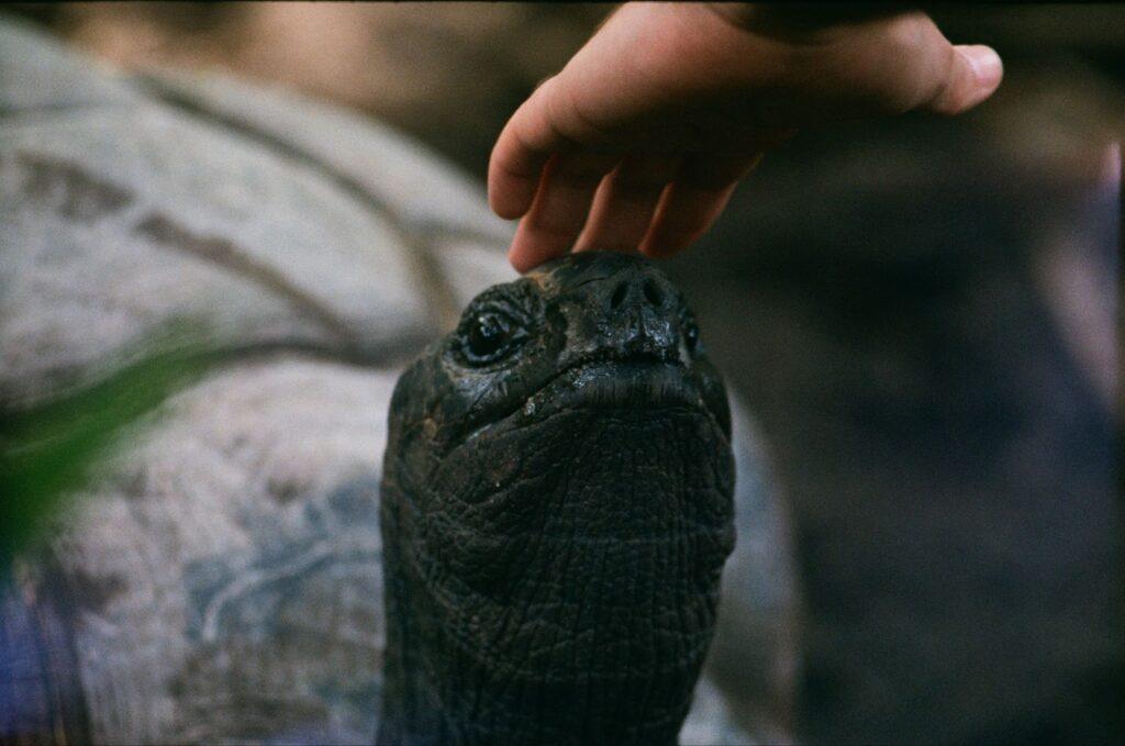 an Aldabra Giant Tortoise being petted