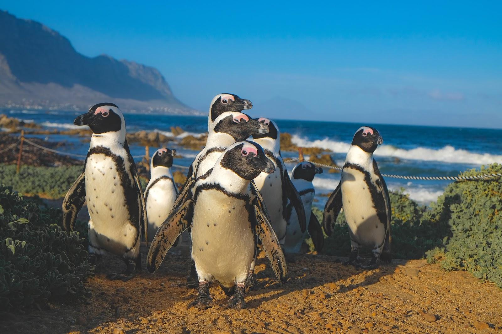A group of penguins on a beach in South Africa. 