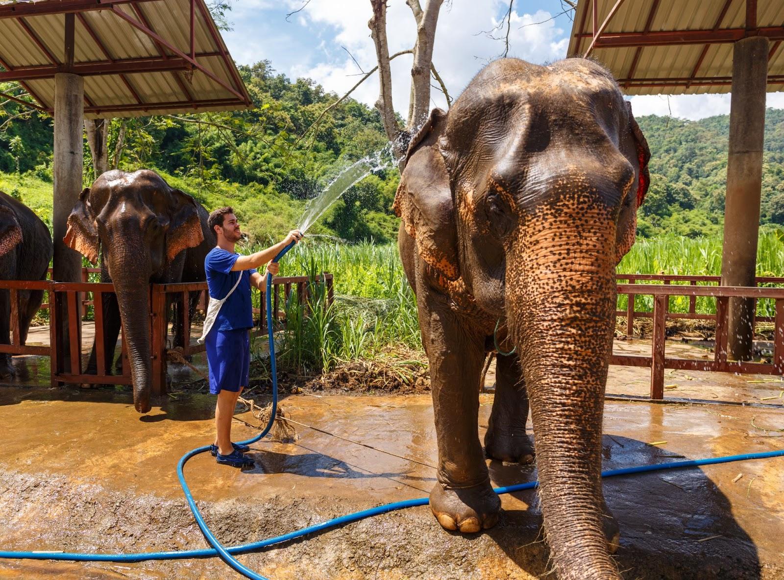 Young traveller washes an elephant at sanctuary in Chiang Mai Thailand