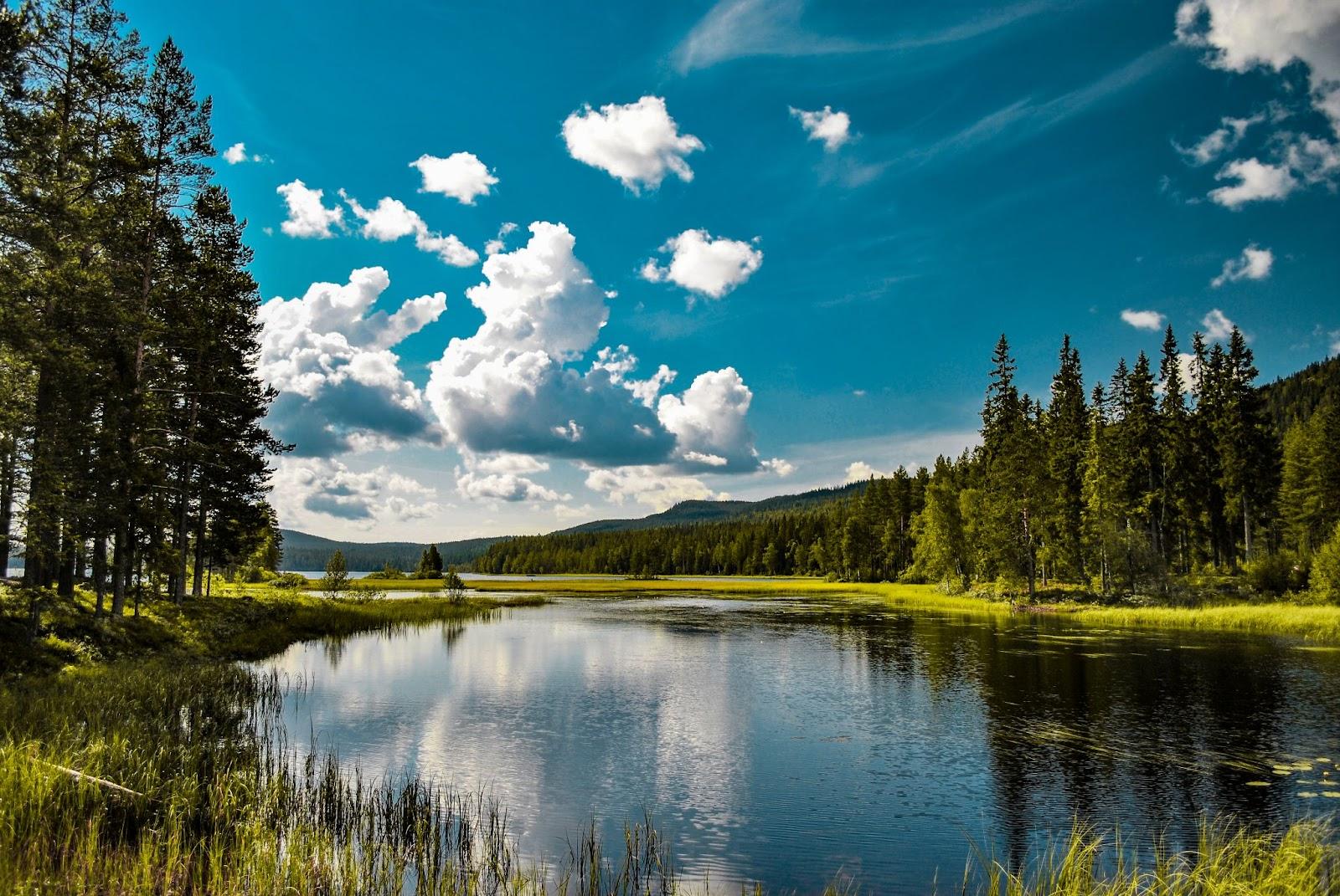 A sunny lake surrounded by trees in Sweden. 