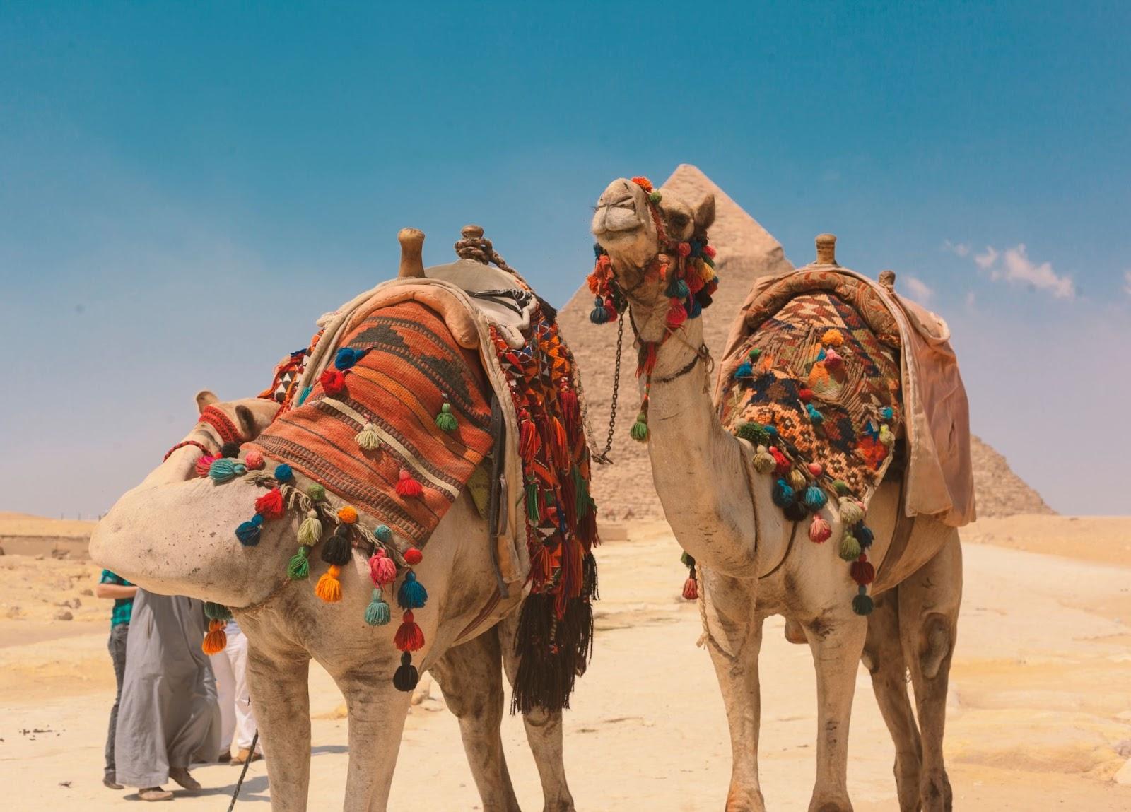 Two camels with riding gear, standing in front of the Great Pyramid of Giza.