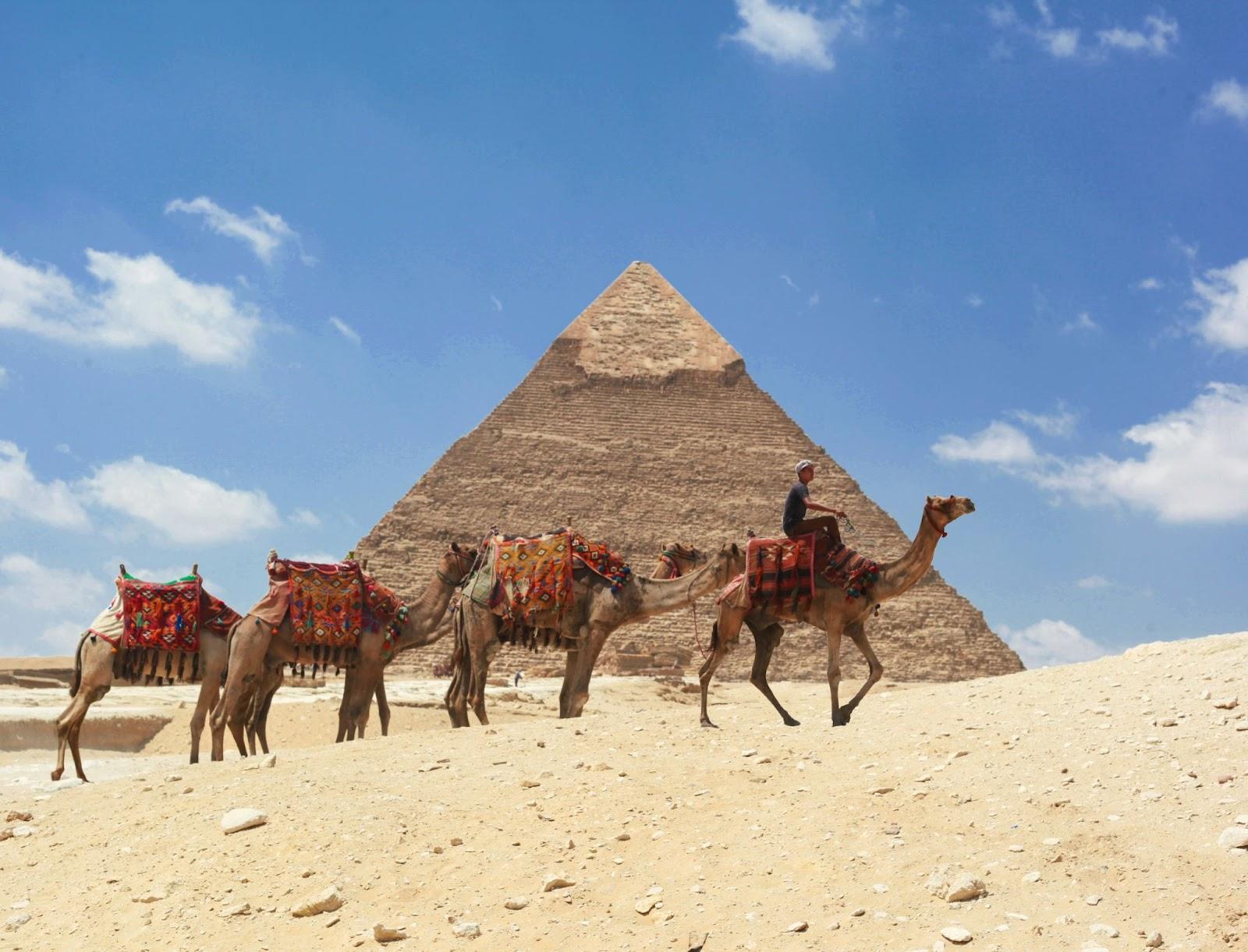 an Egyptian rider with four camels trekking the desert in front of the Great Pyramid of Giza.