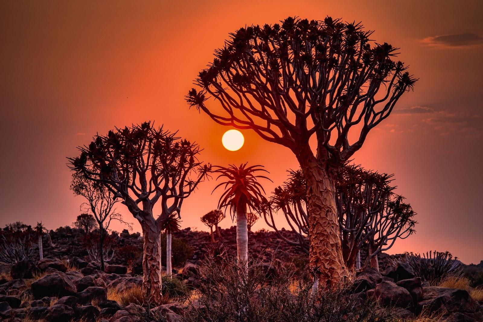 Namibia's unique forest of quiver trees, also known as kokerboom trees