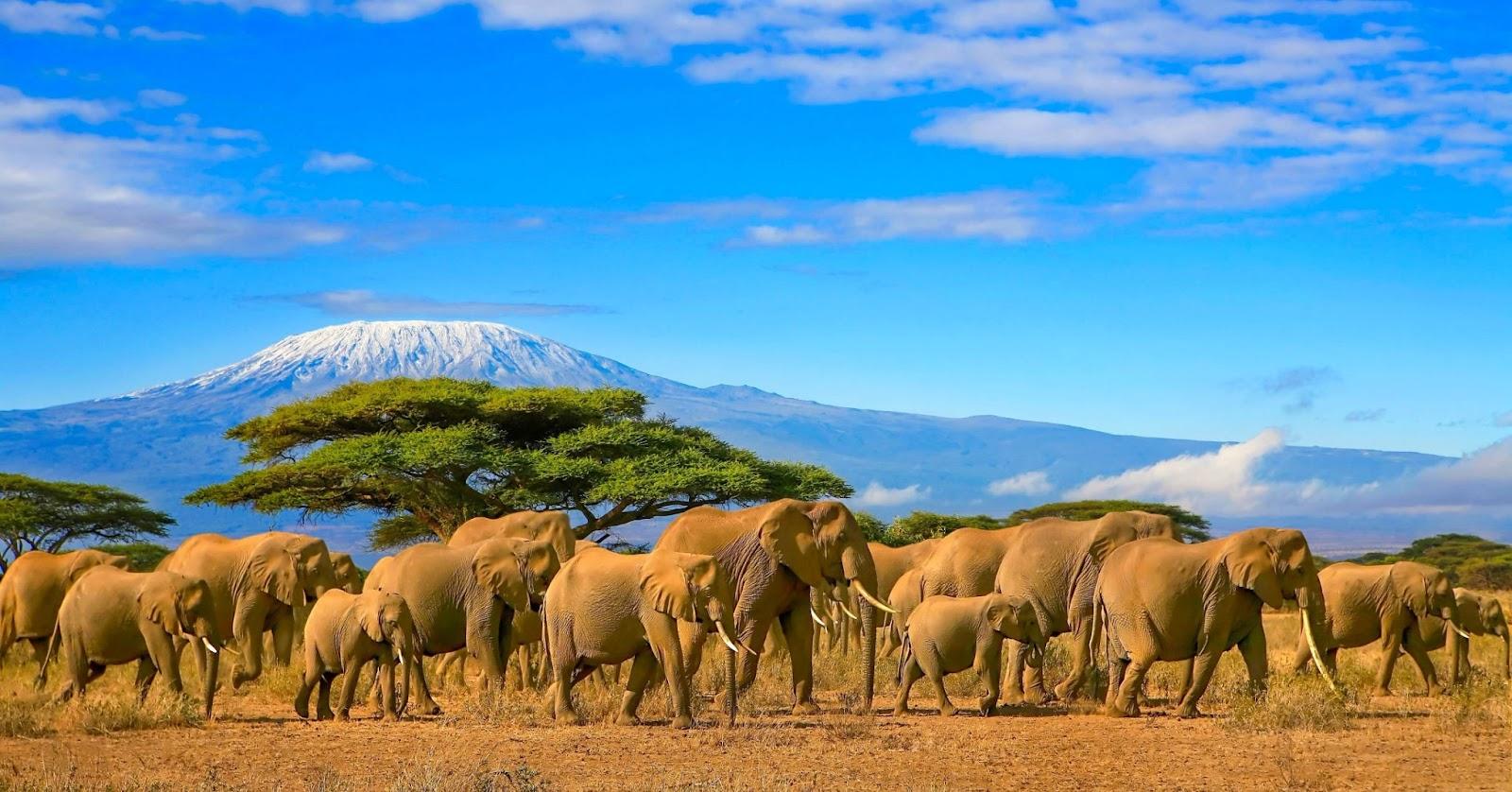 Elephants walking past a volcano.  