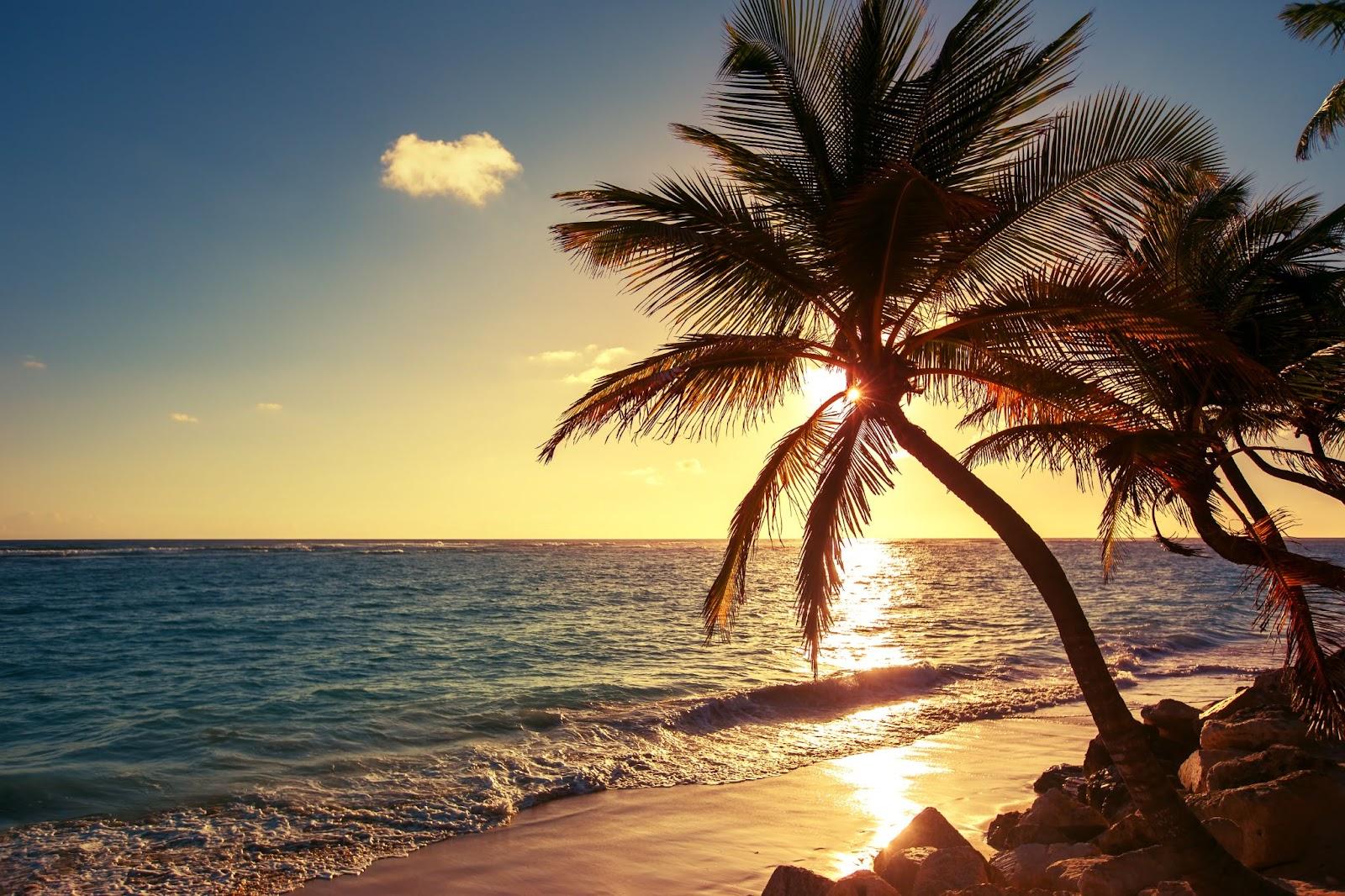 Palm tree on the tropical beach, sunrise shot Dominican republic