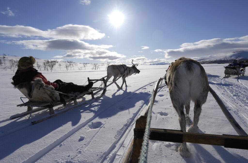 Reindeer sledding ecotourism tour, Sweden.