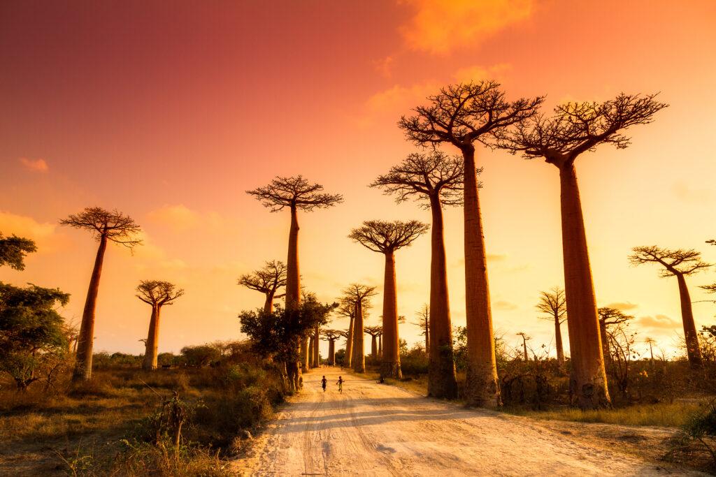 Baobab trees at sunset at the avenue of the baobabs in Madagascar.