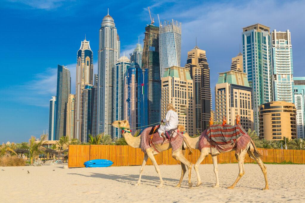 Camel in front of Dubai Marina in a summer day, United Arab Emirates.