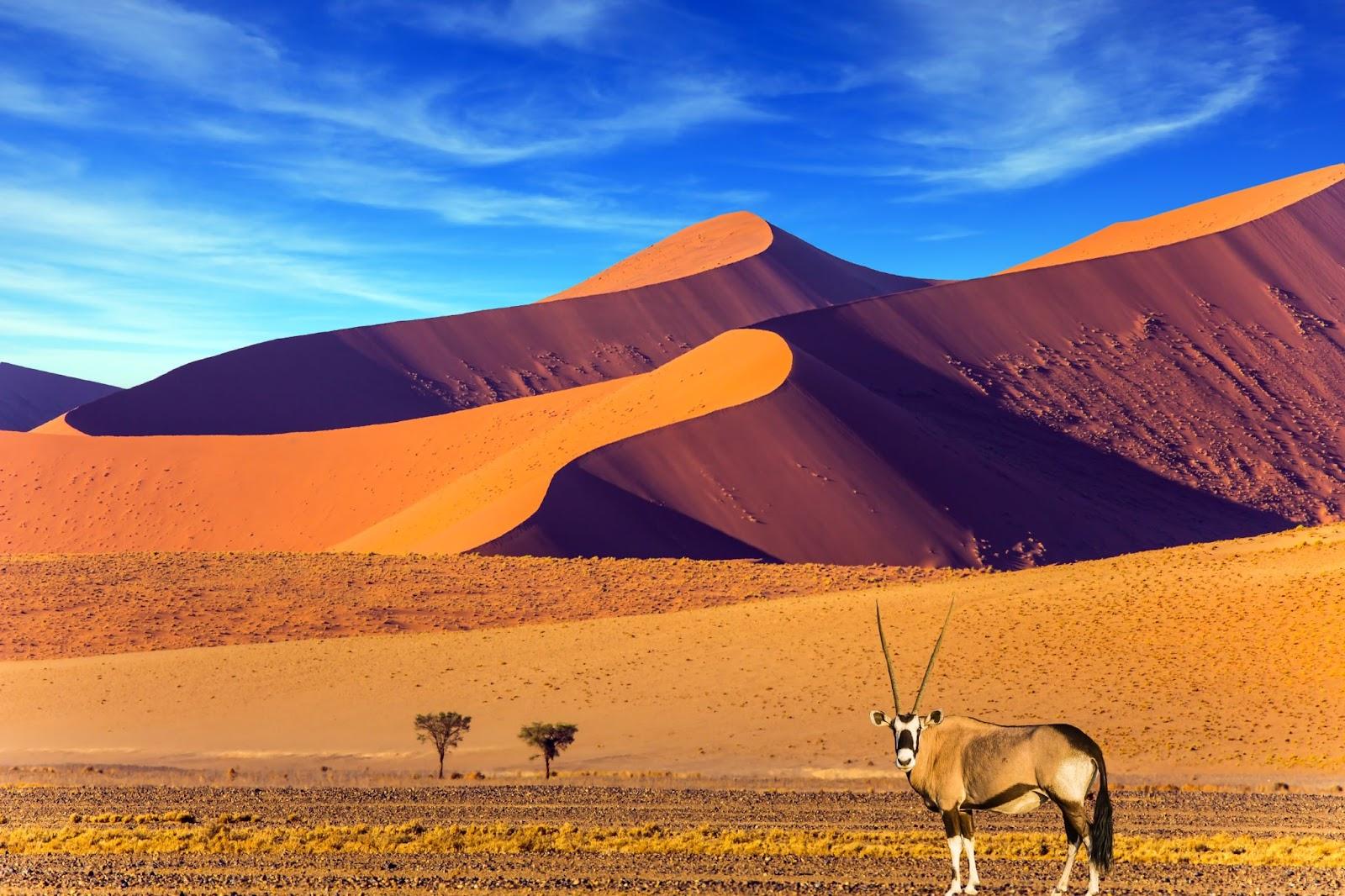 Sunset in Namib Desert. Oryx standing at the road