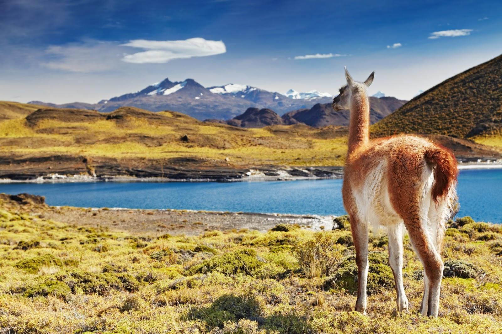 Guanaco in Torres del Paine National Park, Patagonia, Chile