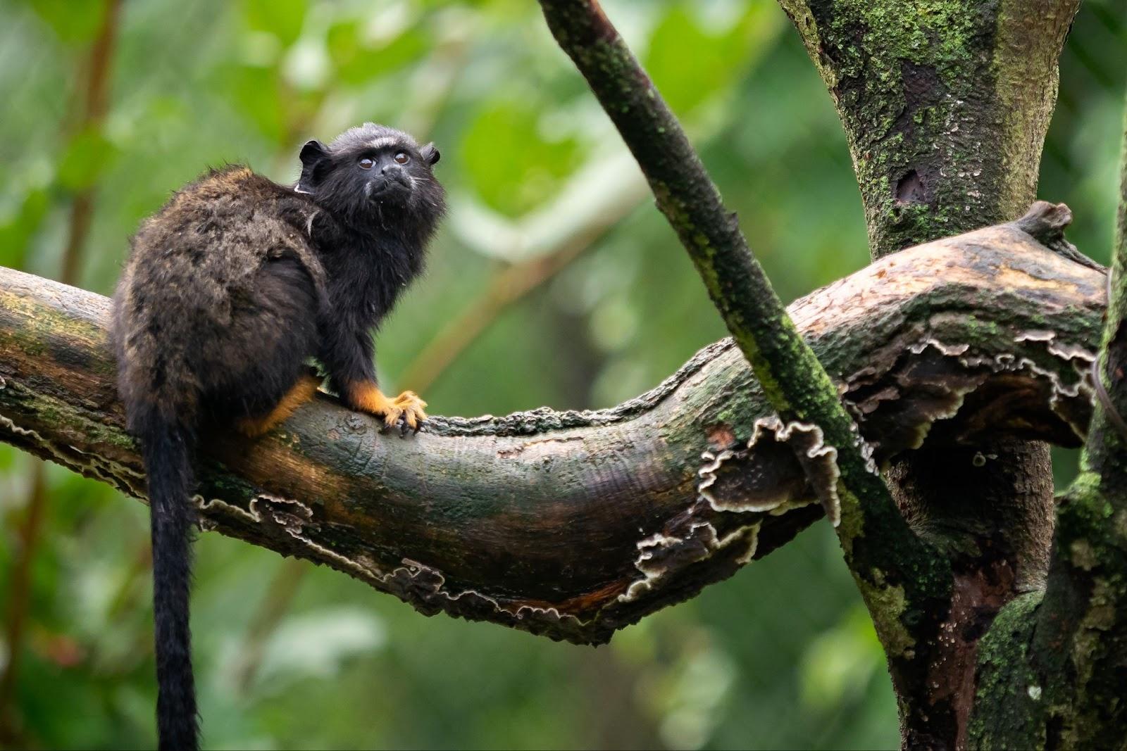 Golden handed Tamarin. Tamarin Saguinus midas sitting on branch.