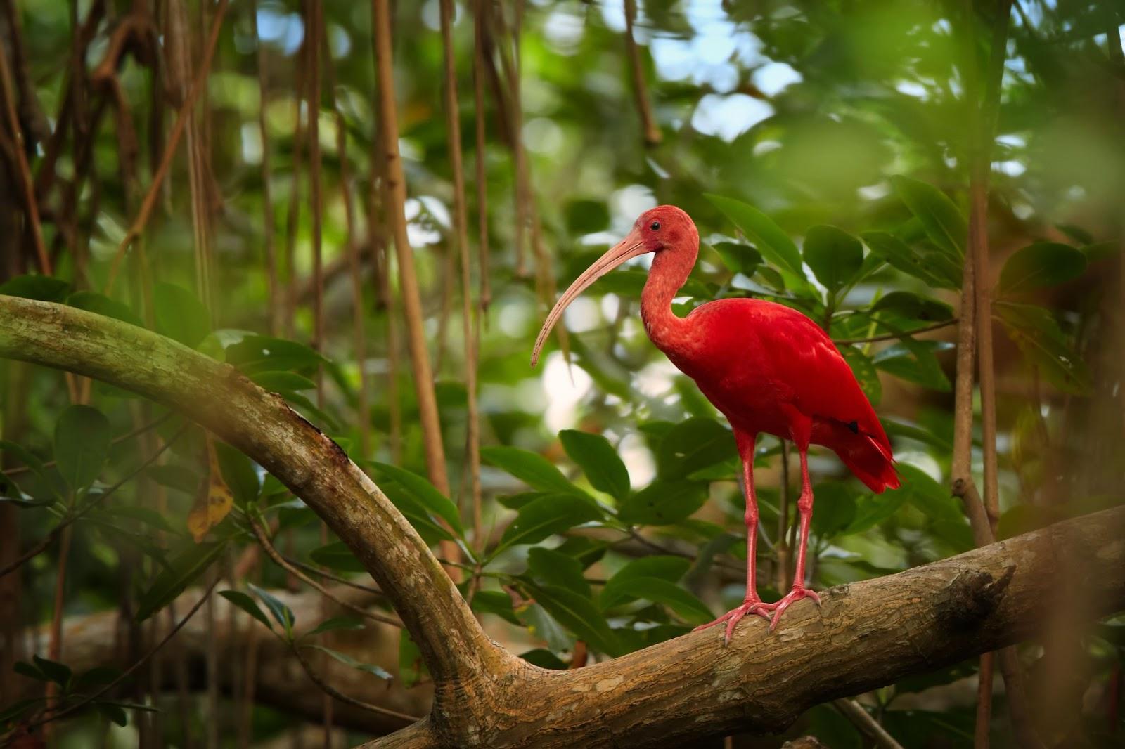 Scarlet Ibis Eudocimus ruber in its typical natural environment in mangrove forest of Trinidad