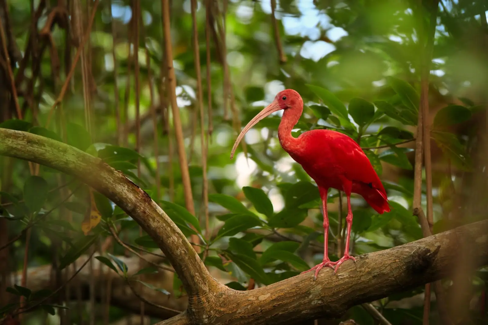 Scarlet Ibis Eudocimus ruber in its typical natural environment in mangrove forest of Trinidad