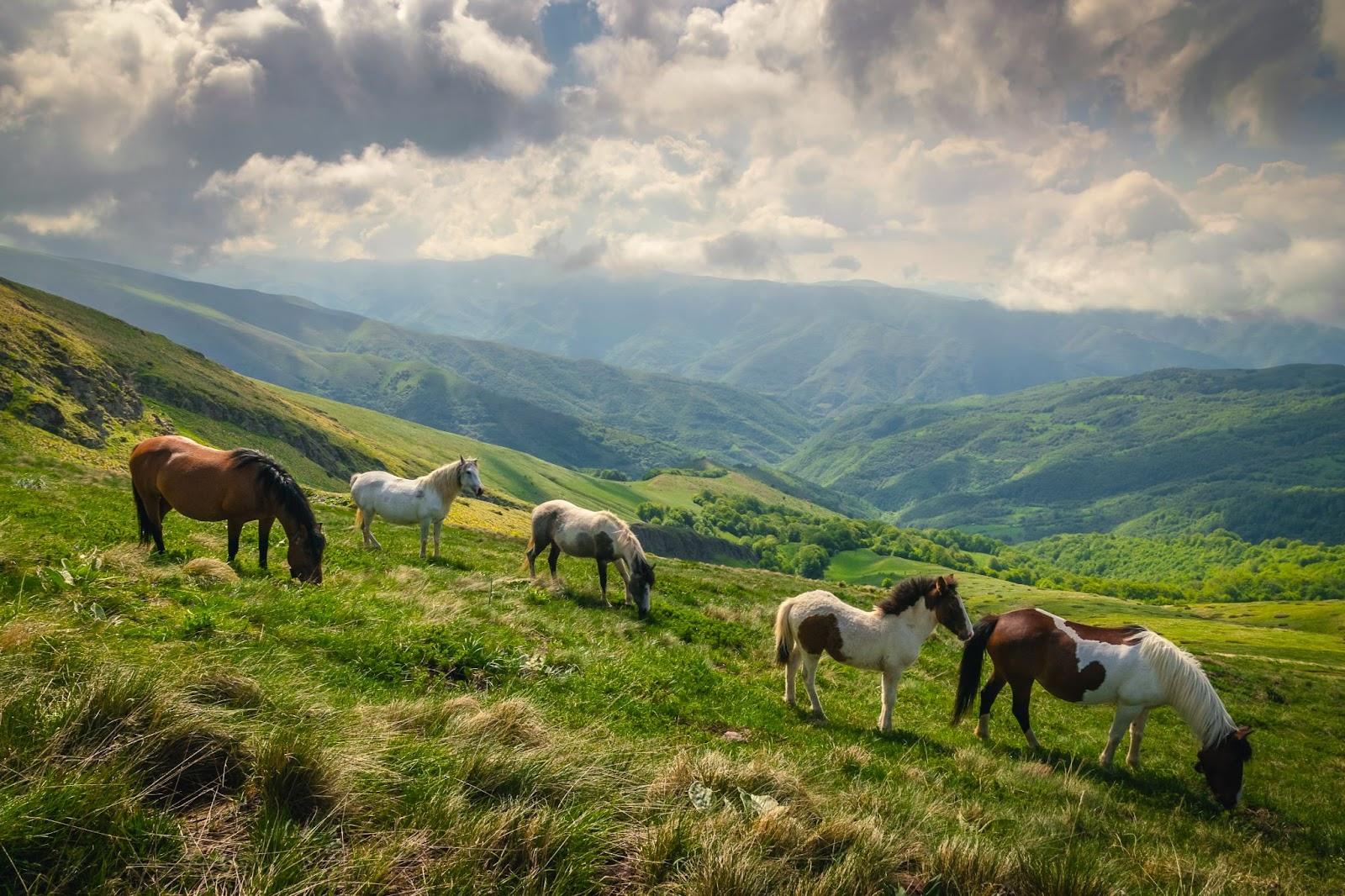 Landscape with Wild Horses Feeding in Mountain Meadow. Beautiful scene on Stara Planina Mountain in Serbia.