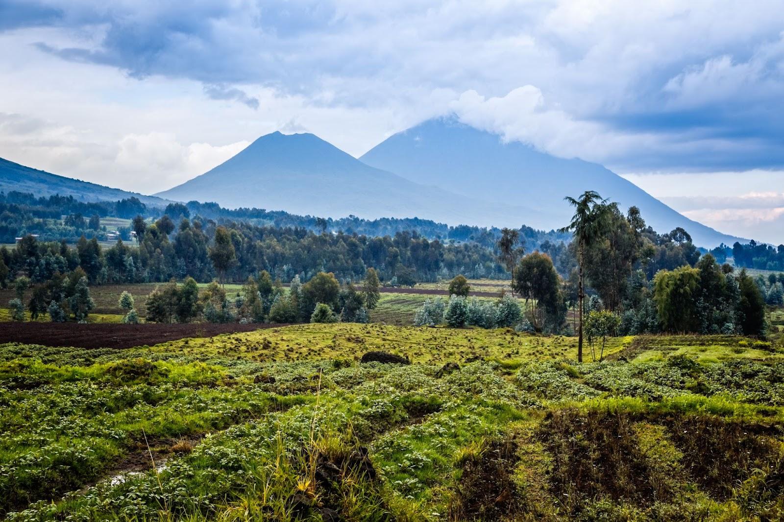 Virunga volcano national park landscape with green farmland fields in the foreground, Rwanda