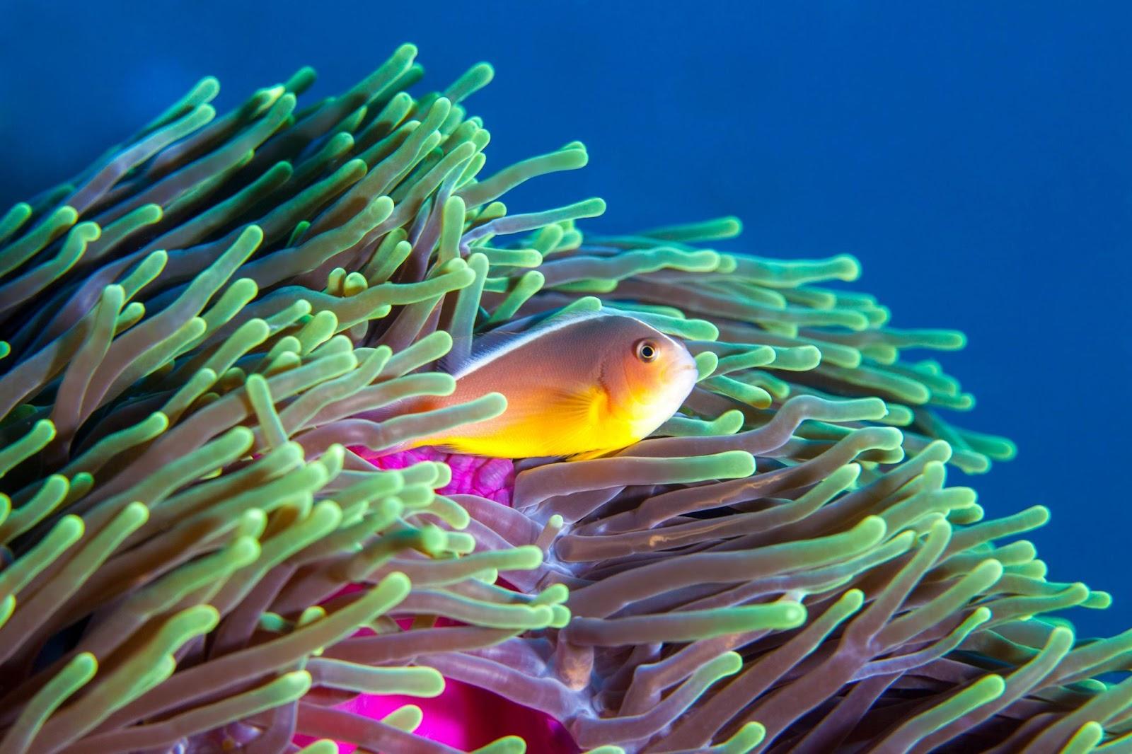 A clown fish swimming in the safety of it's anemone home, in Mozambique