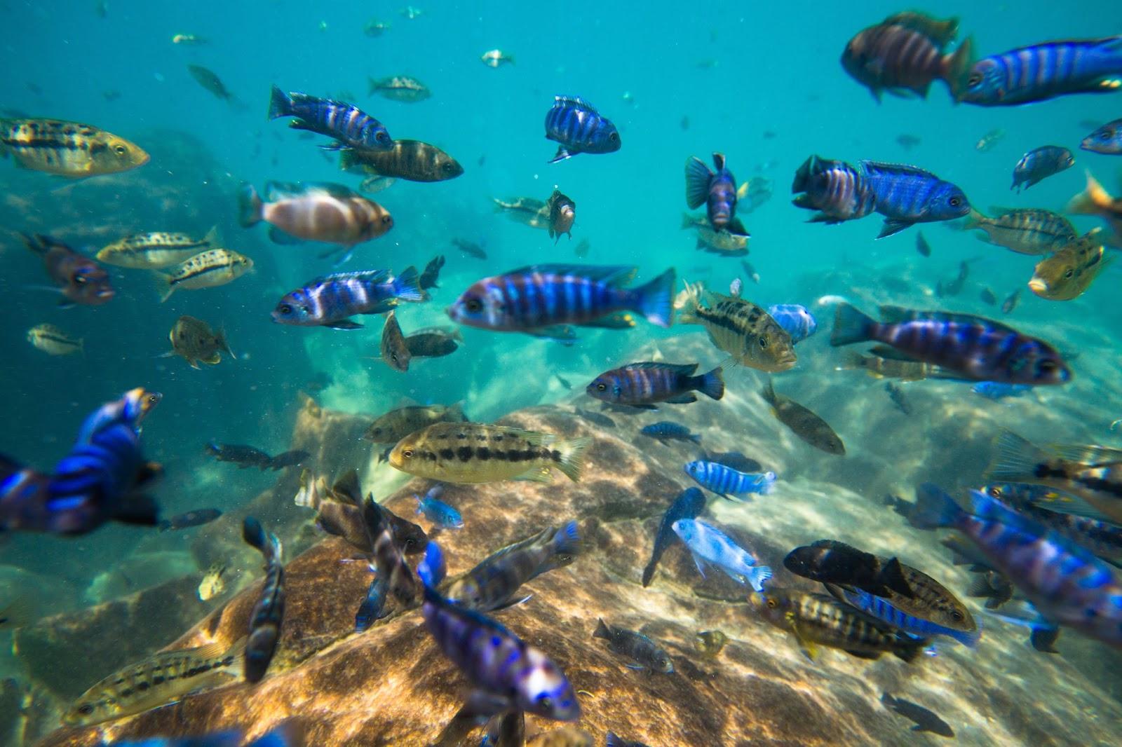 Fish underwater in Lake Malawi - Malawi