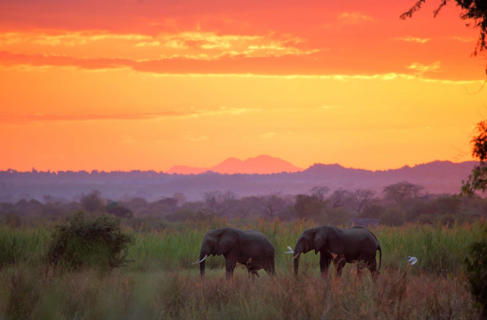 Elephants at sunset in Liwonde National Park. Malawi