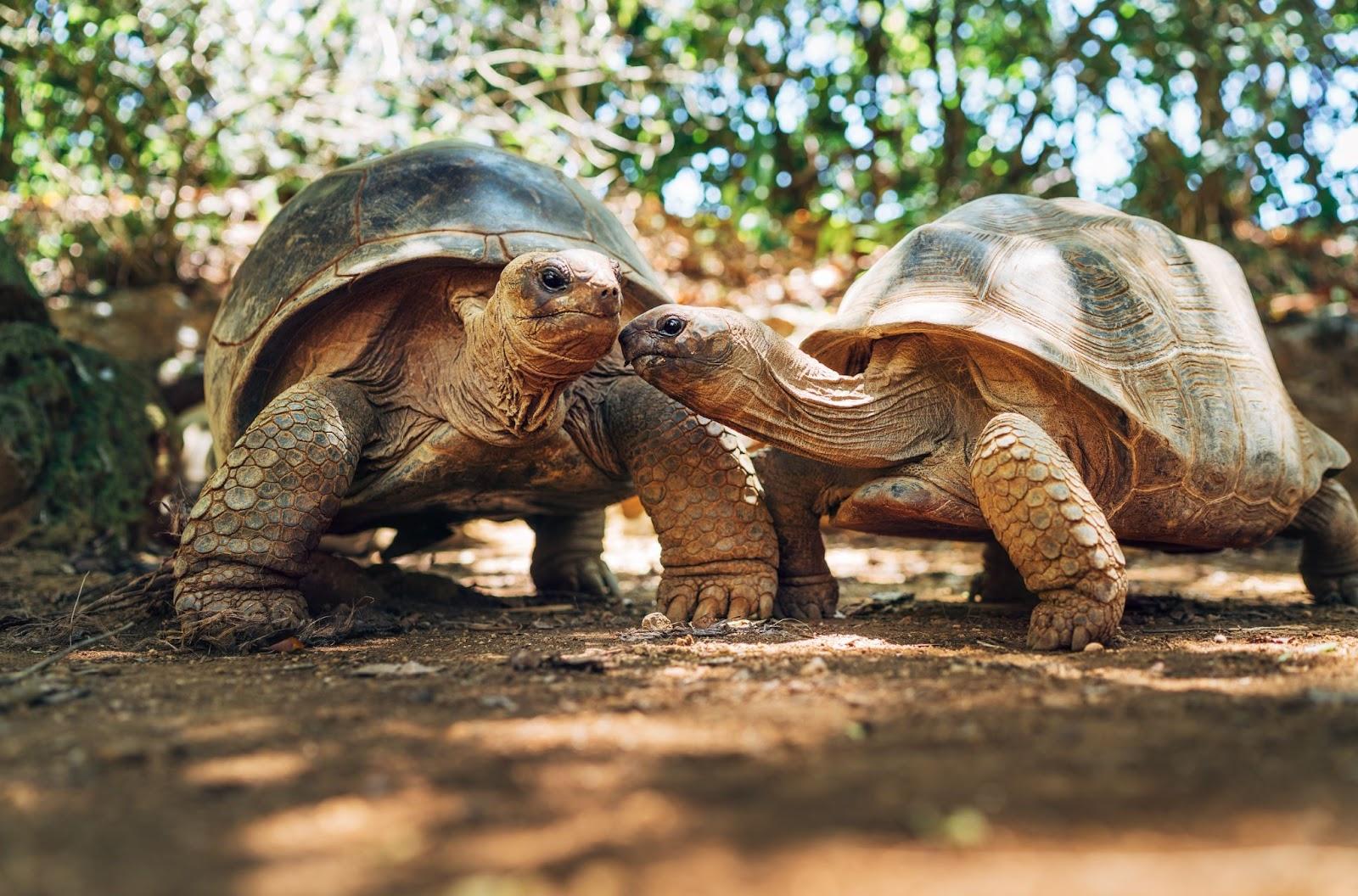 Couple of Aldabra giant tortoises in zoo Nature park on Mauritius island