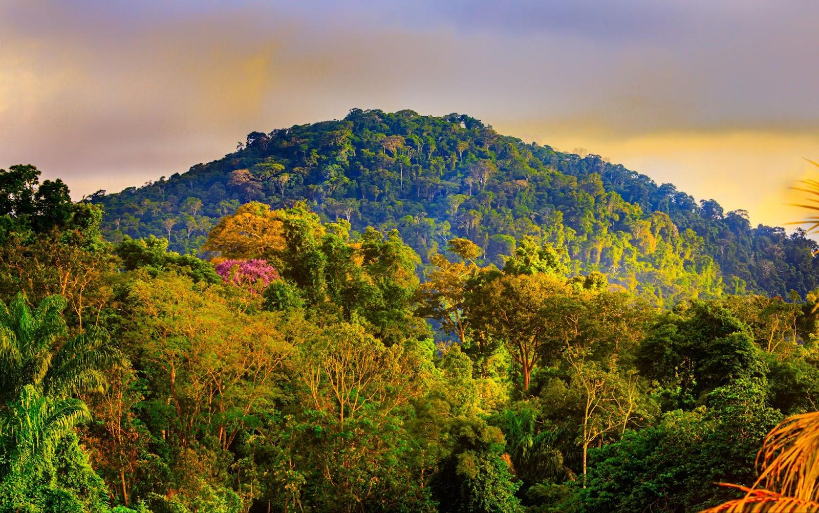 Misty Mountain in Kabalebo in Surinam