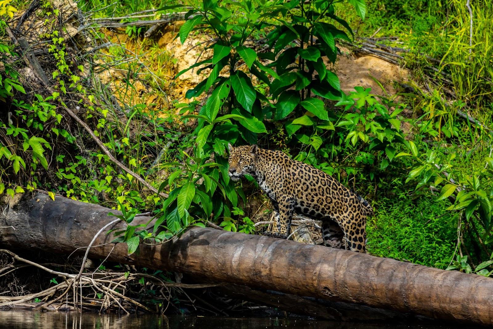 Jaguar in the jungle of Surinam