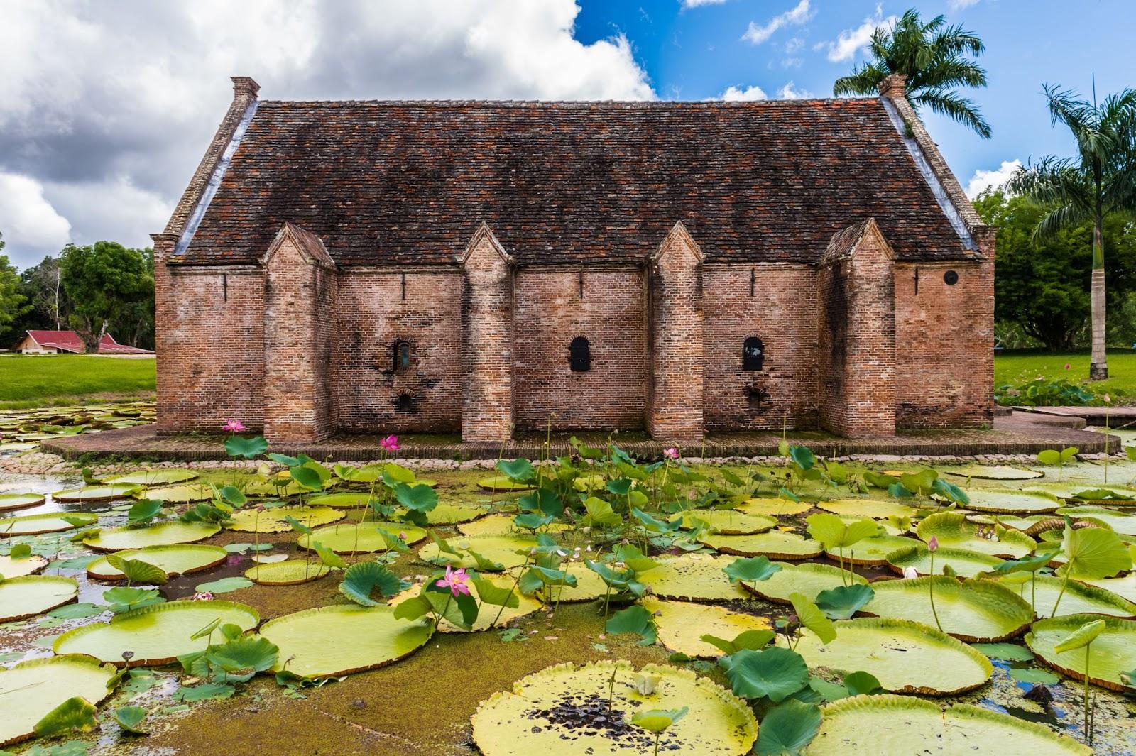 Lily Pad swamp in Nieuw Amsterdam, Suriname