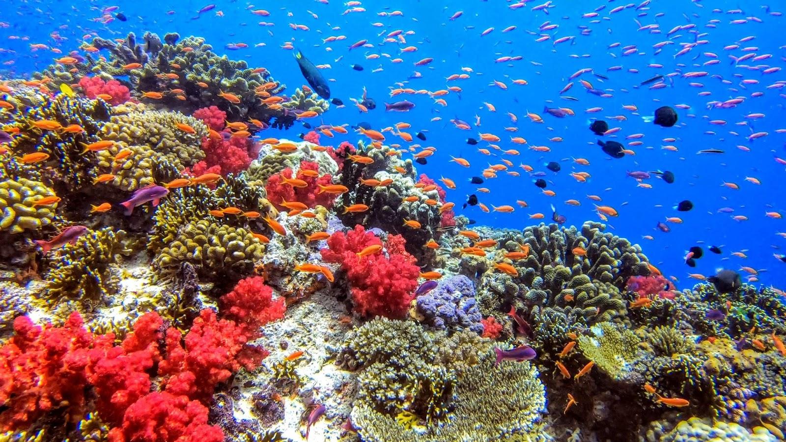 Coral Reef Underwater Diving Fiji