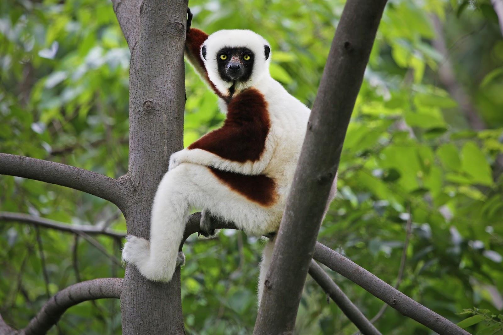 Endangered Coquerel's Sifaka (Propithecus coquereli) rests and looks in a tree in a rain forest in Madagascar