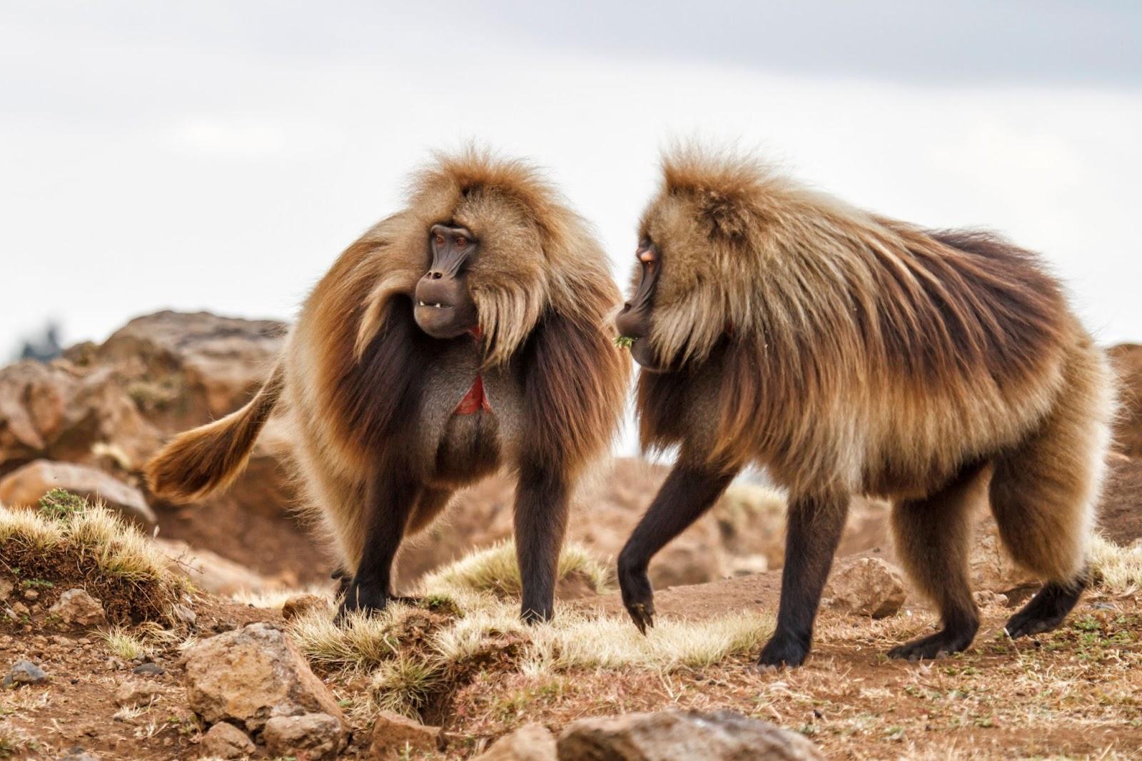 Gelada Baboon males in the Simien Mountains National Park in Amhara region in the North of Ethiopia
