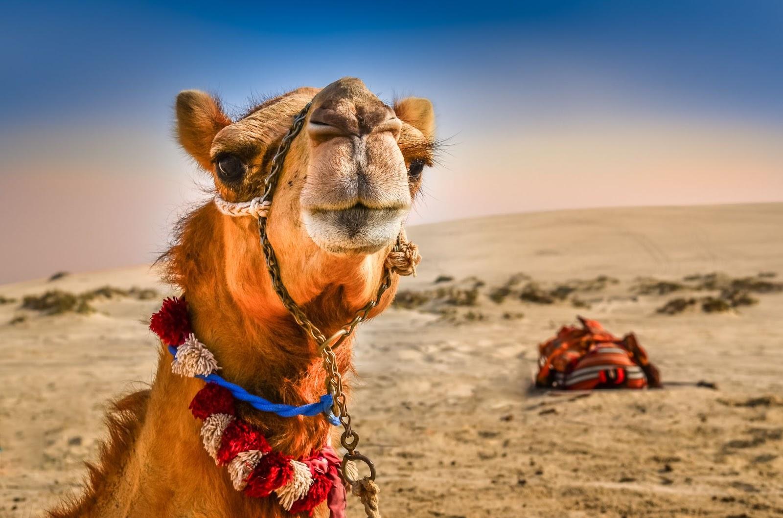 Detail of camel's head in the desert with funny expression Dubai UAE