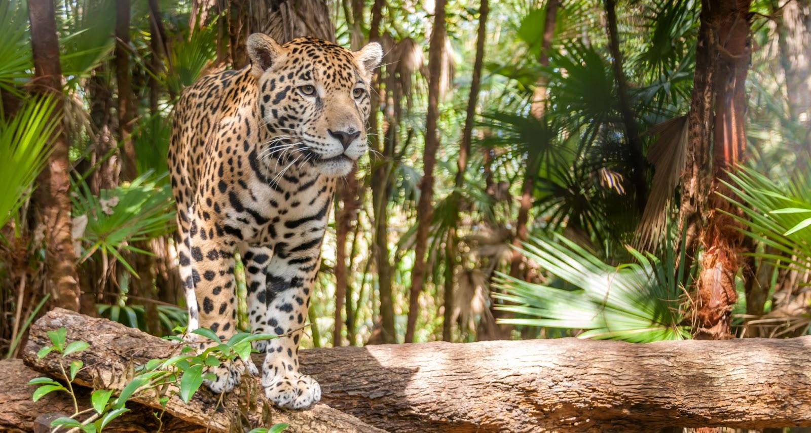 Walking Jaguar - Belize